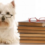http://www.dreamstime.com/stock-photo-dog-obedience-school-image10398630